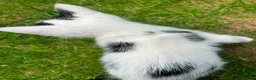 Mixed Breed cats for sale: Persian/siamese - Advert 11