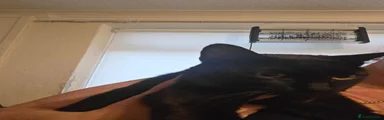 Domestic Shorthair 4