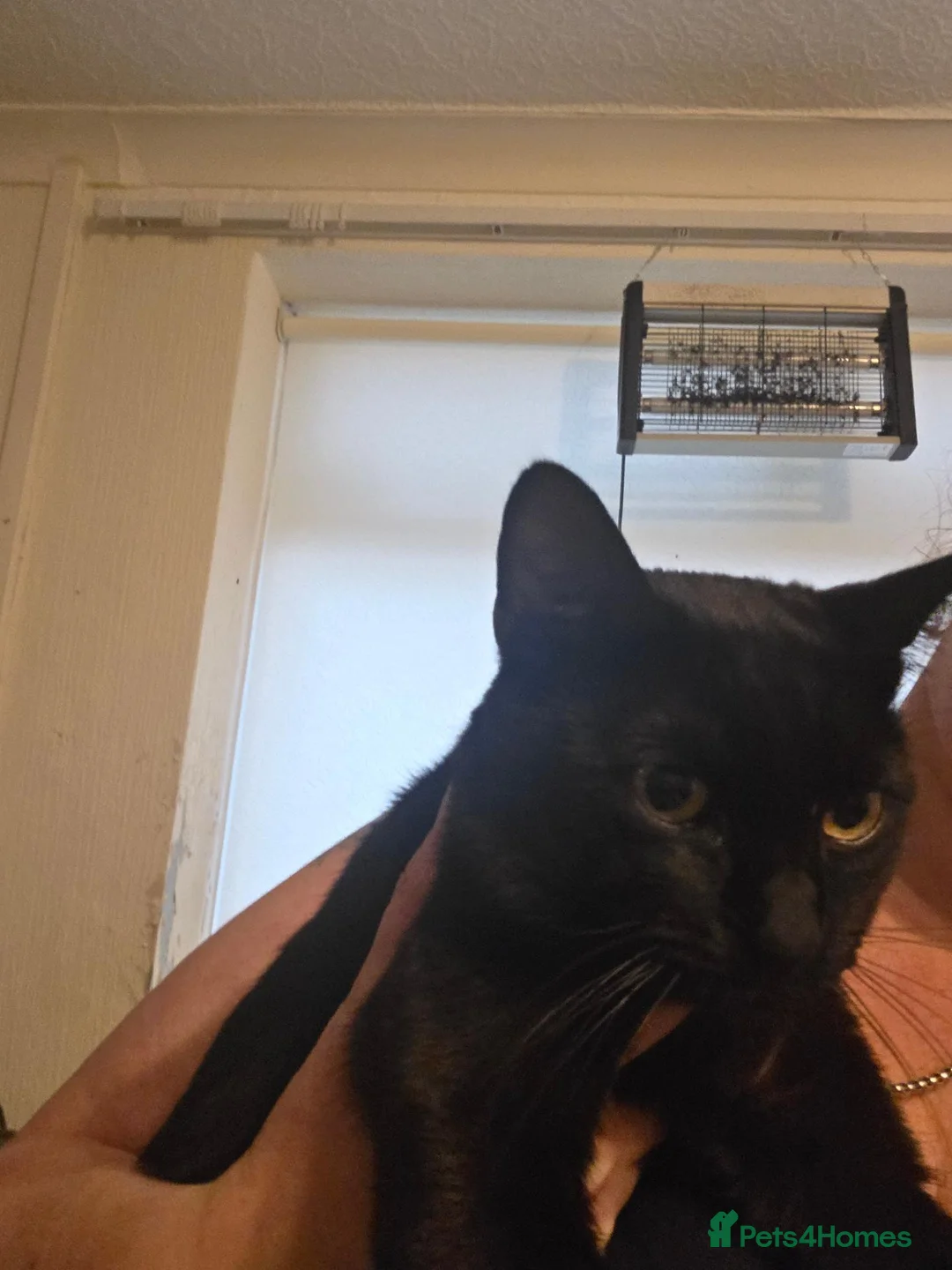 Domestic Shorthair cats for sale: 4 cats to be rehomed in Ashington - Advert 5