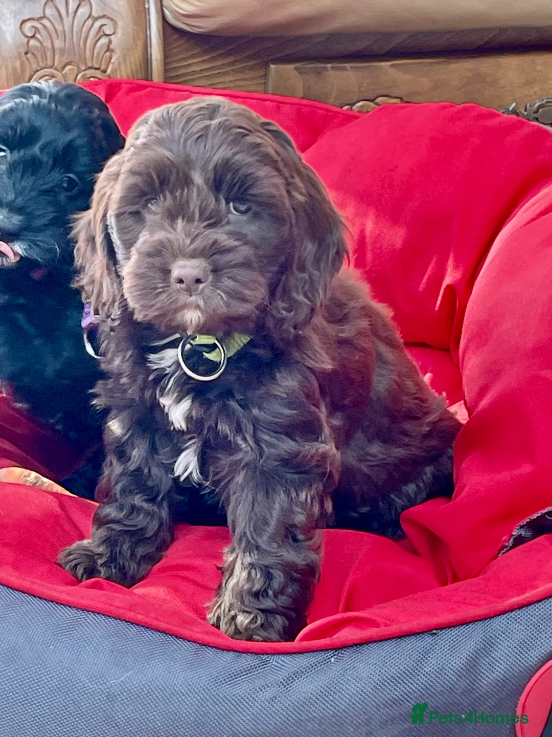 Cockapoo dogs for sale: F1 Cockapoo  - Advert 2