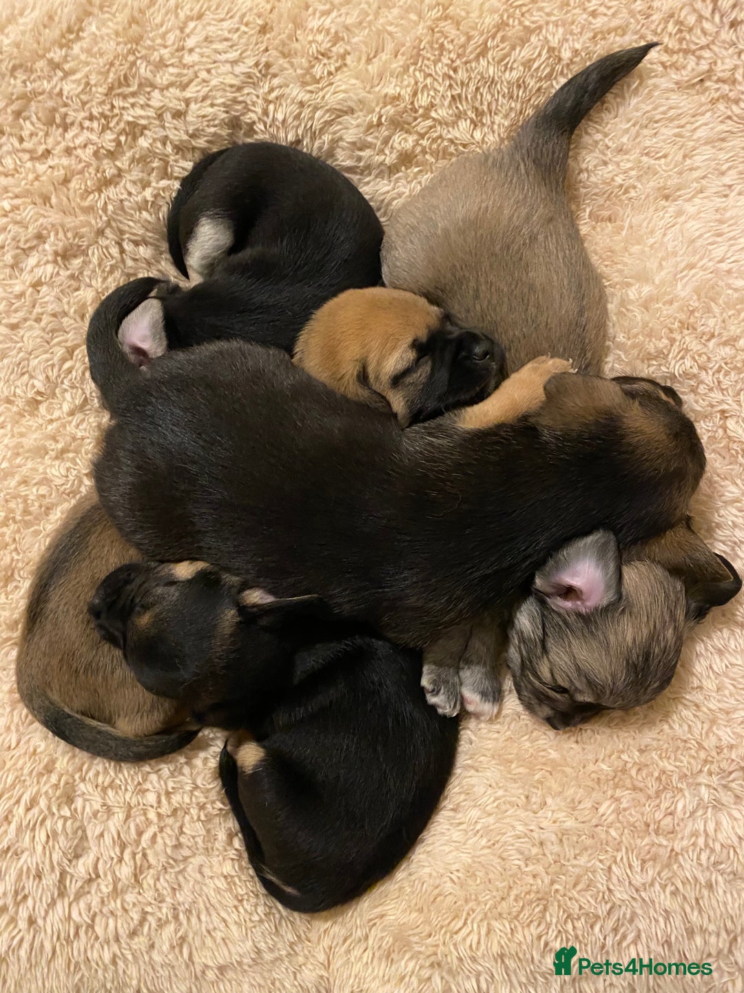 Chihuahua dogs for sale: Beautiful chihuahua pups - Advert 4