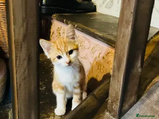 Mixed Breed cats Adorable kittens for sale - Advert 1