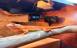 Iguana reptiles for sale: Orange zero iguana - Image 2