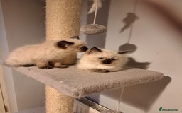 Ragdoll cats for sale: Ragdolll kittens - Image 2