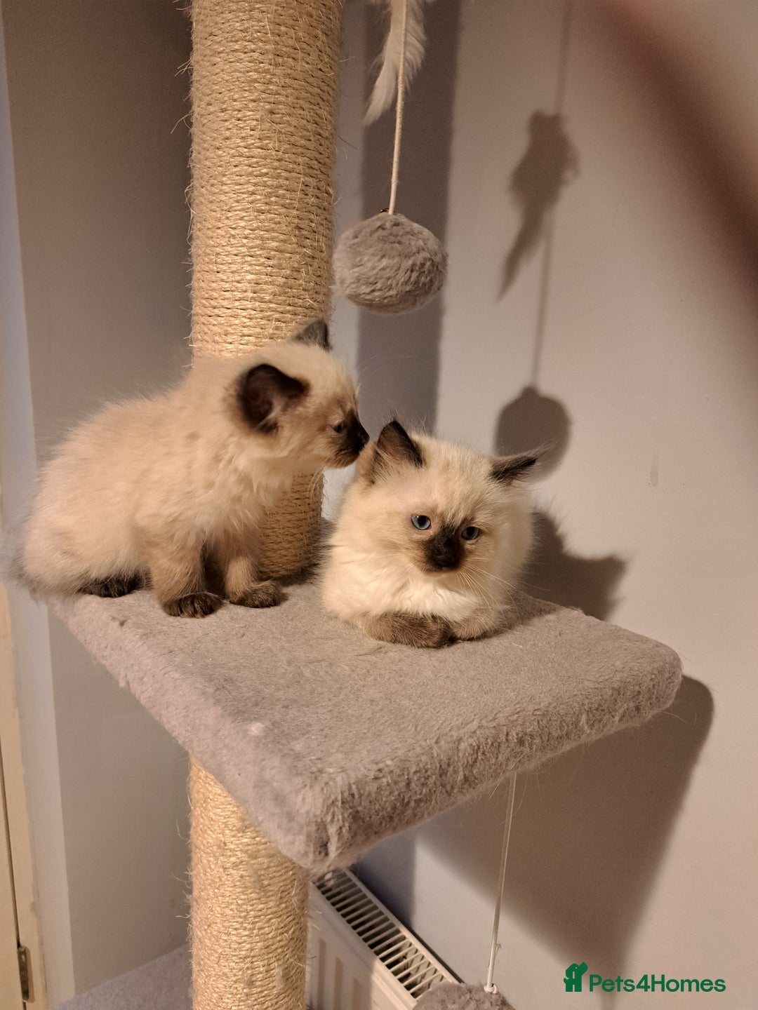 Ragdoll cats for sale: Ragdolll kittens - Image 2