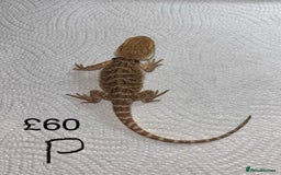 Bearded Dragon reptiles for sale: Various Baby Bearded Dragons For Sale - Advert 32