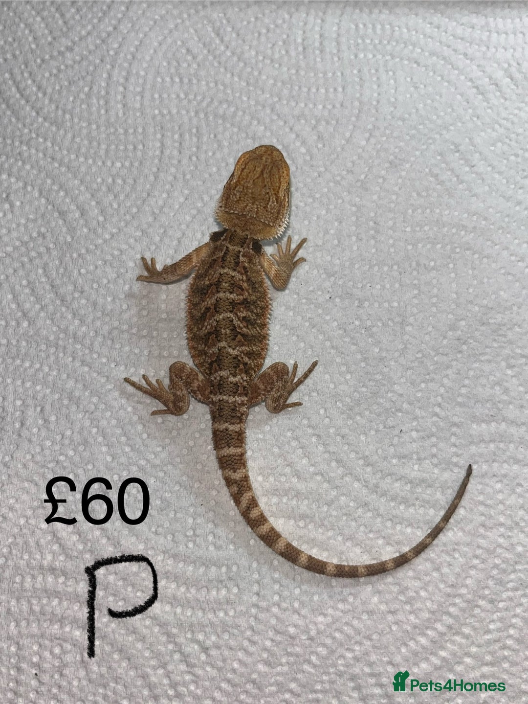Bearded Dragon reptiles for sale: Various Baby Bearded Dragons For Sale - Advert 32