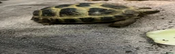 Tortoise reptiles for sale: Horsfield Tortoise in North Walsham - Advert 2
