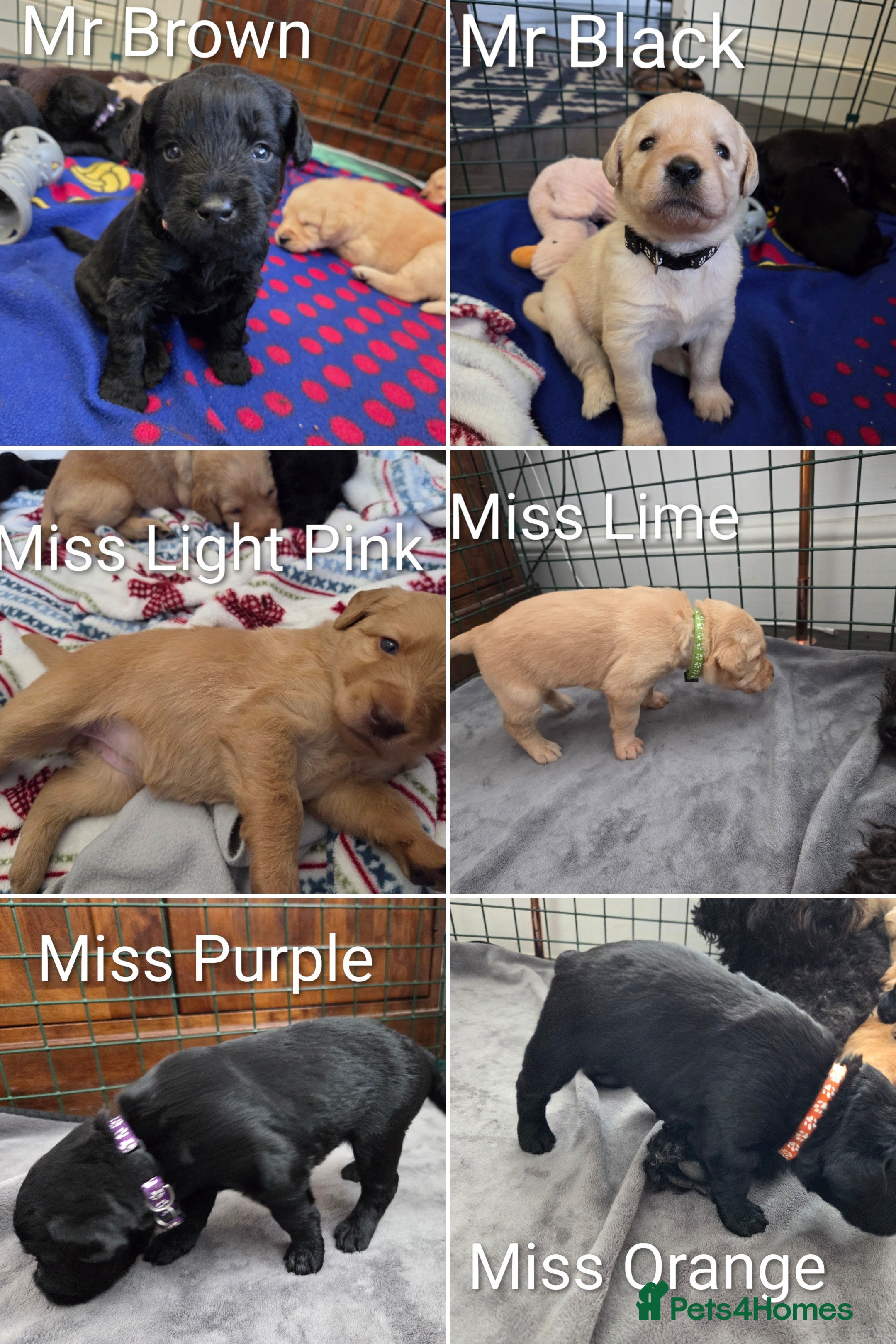 Labradoodle dogs Labrodoodle Puppies - Advert 2