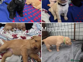 Labradoodle dogs Labrodoodle Puppies - Advert 13