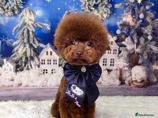 Toy Poodle dogs Stunning Asian teddy bear faced poodle stud - Advert 2