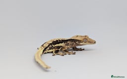 Gecko reptiles for sale: Crested Geckos please read description - Image 3