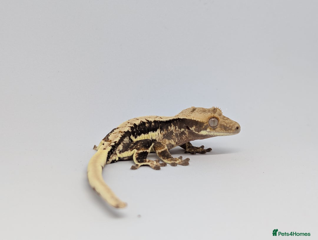 Gecko reptiles for sale: Crested Geckos please read description - Image 3