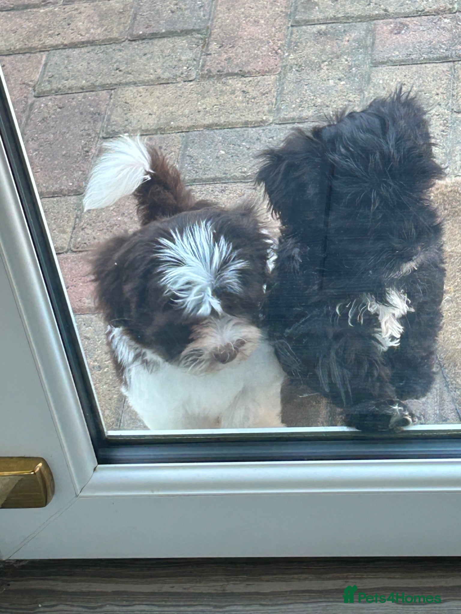 Havanese dogs 8 Exceptional colours KC reg Havanese puppies  - Advert 2