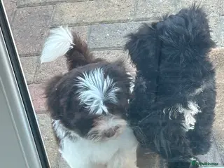 Havanese dogs 8 Exceptional colours KC reg Havanese puppies - Advert 2