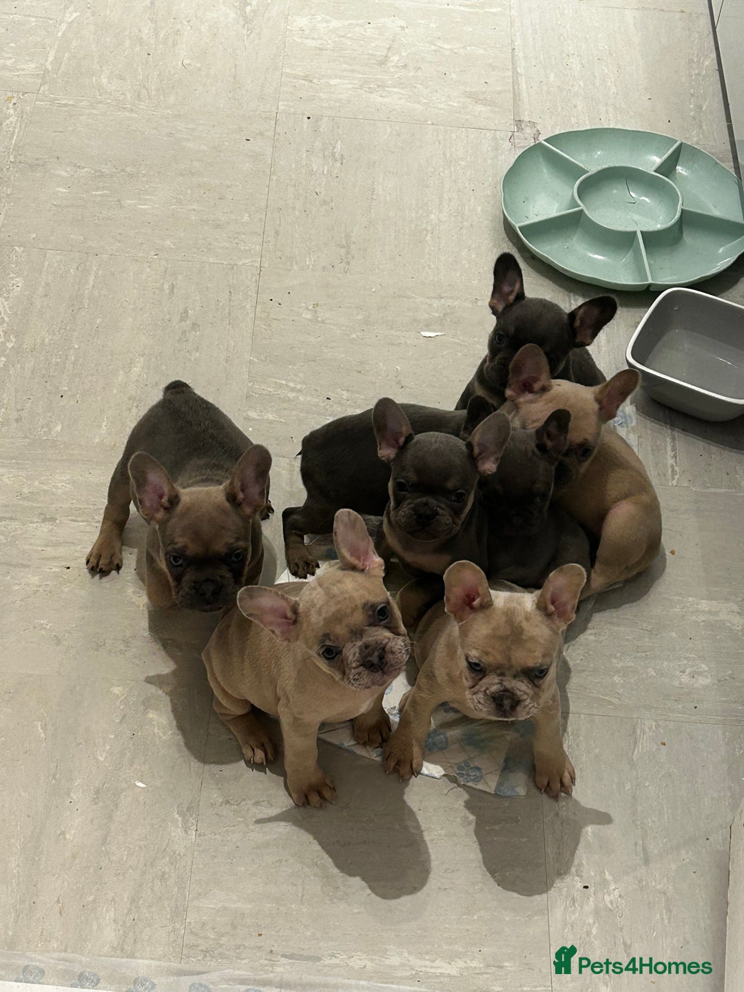 French Bulldog dogs for sale:  8 Gorgeous lap warmers 🐶  - Advert 10