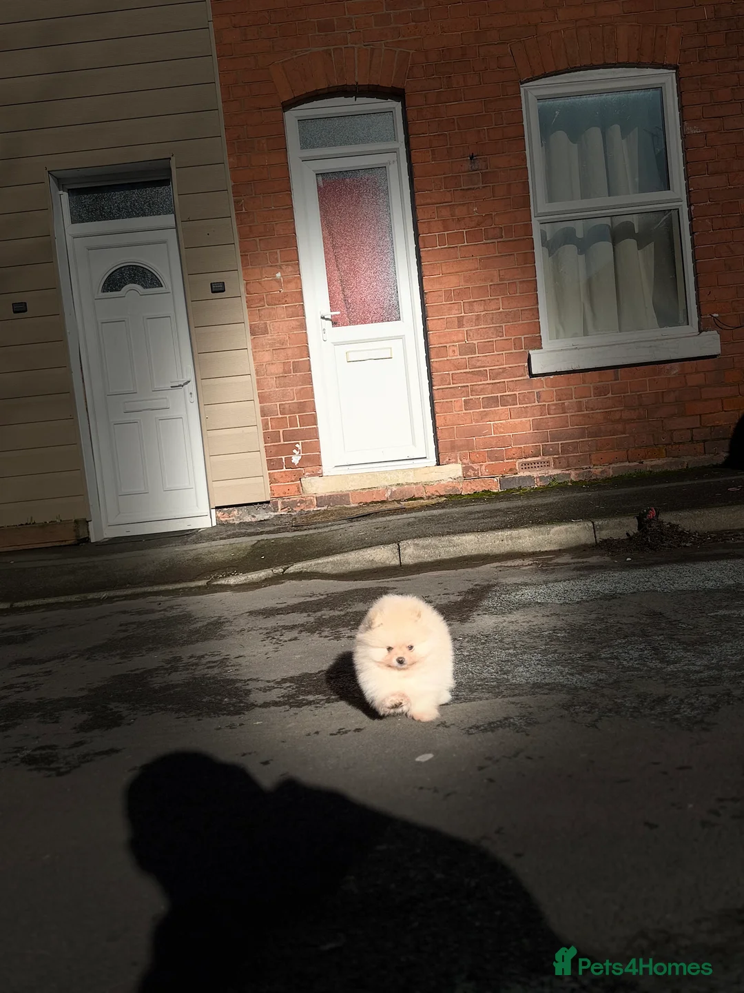 Pomeranian dogs for sale: Beautiful Purebred Pomeranian Puppies - Advert 16