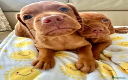 Hungarian Vizsla dogs for sale: Handsome Hungagrain Vizlas Boys!! - Image 5