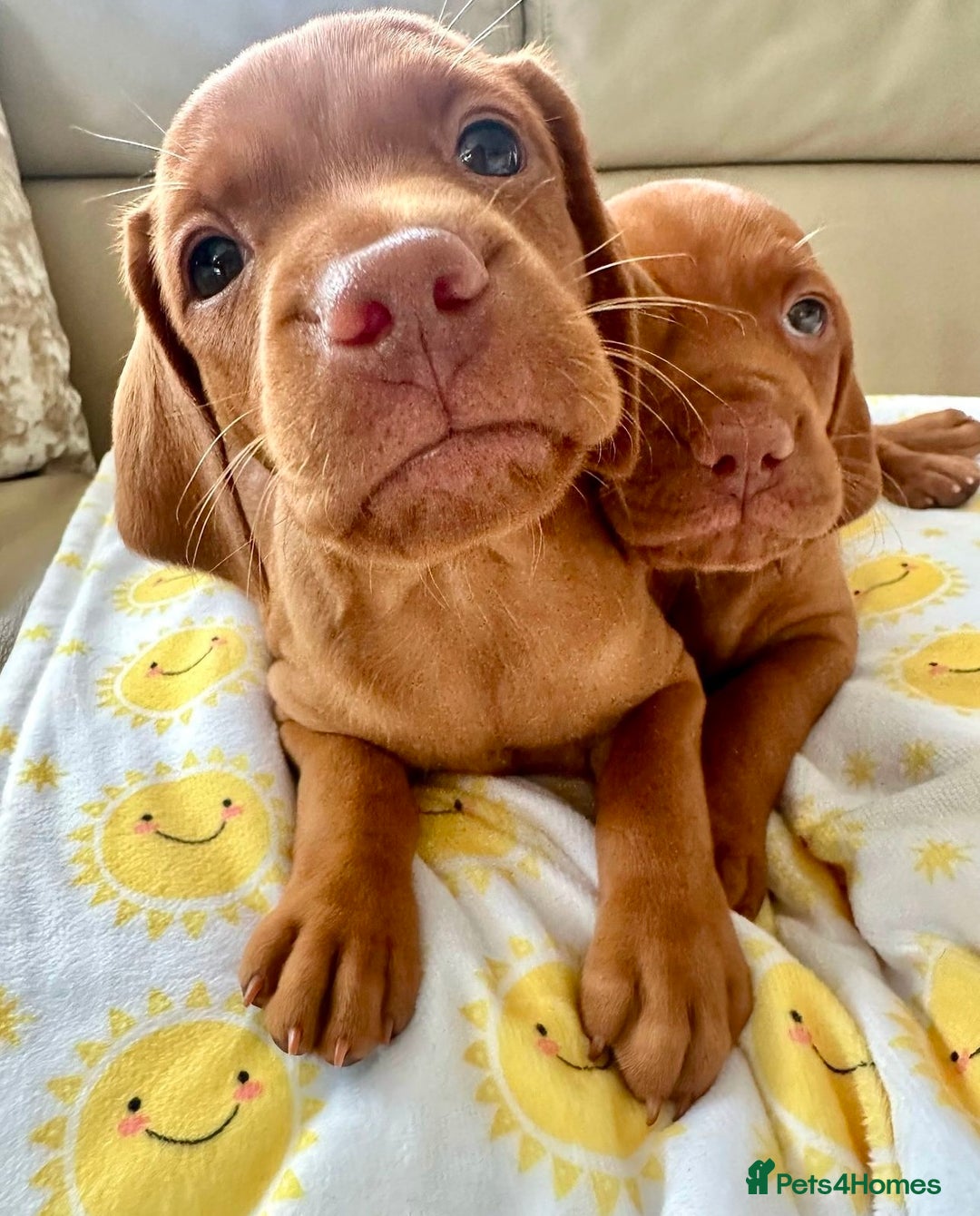 Hungarian Vizsla dogs for sale: Handsome Hungagrain Vizlas Boys!! - Image 5