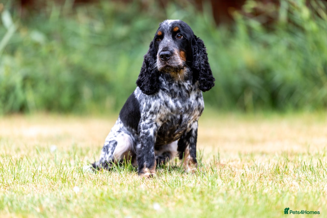Cocker Spaniel dogs for sale: LAST BOY AVAILABLE  5 Star SHOW COCKER  - Image 2