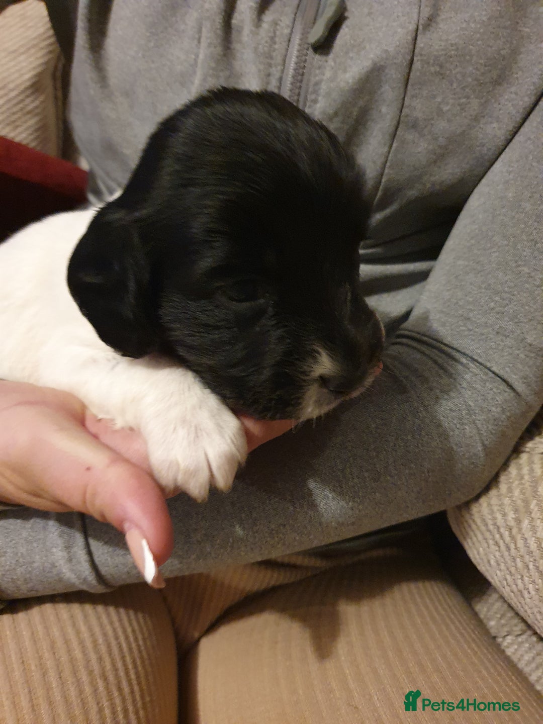 Springador dogs for sale: Springador puppies - Advert 3