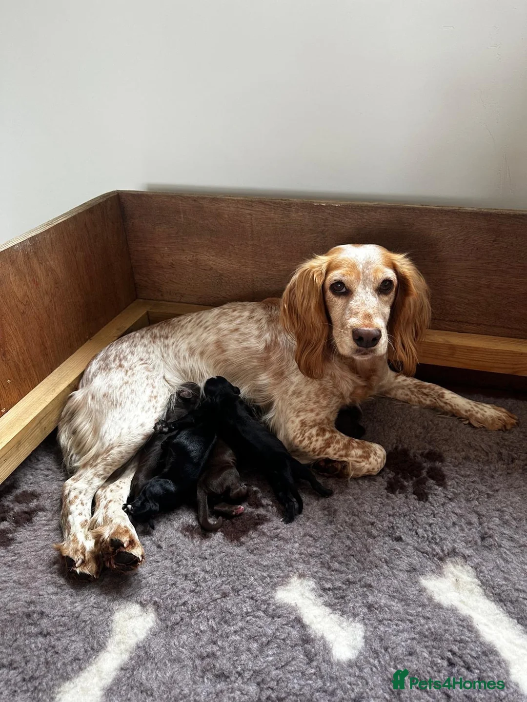 Cocker Spaniel dogs for sale: Working Cocker Spaniel  - Advert 1
