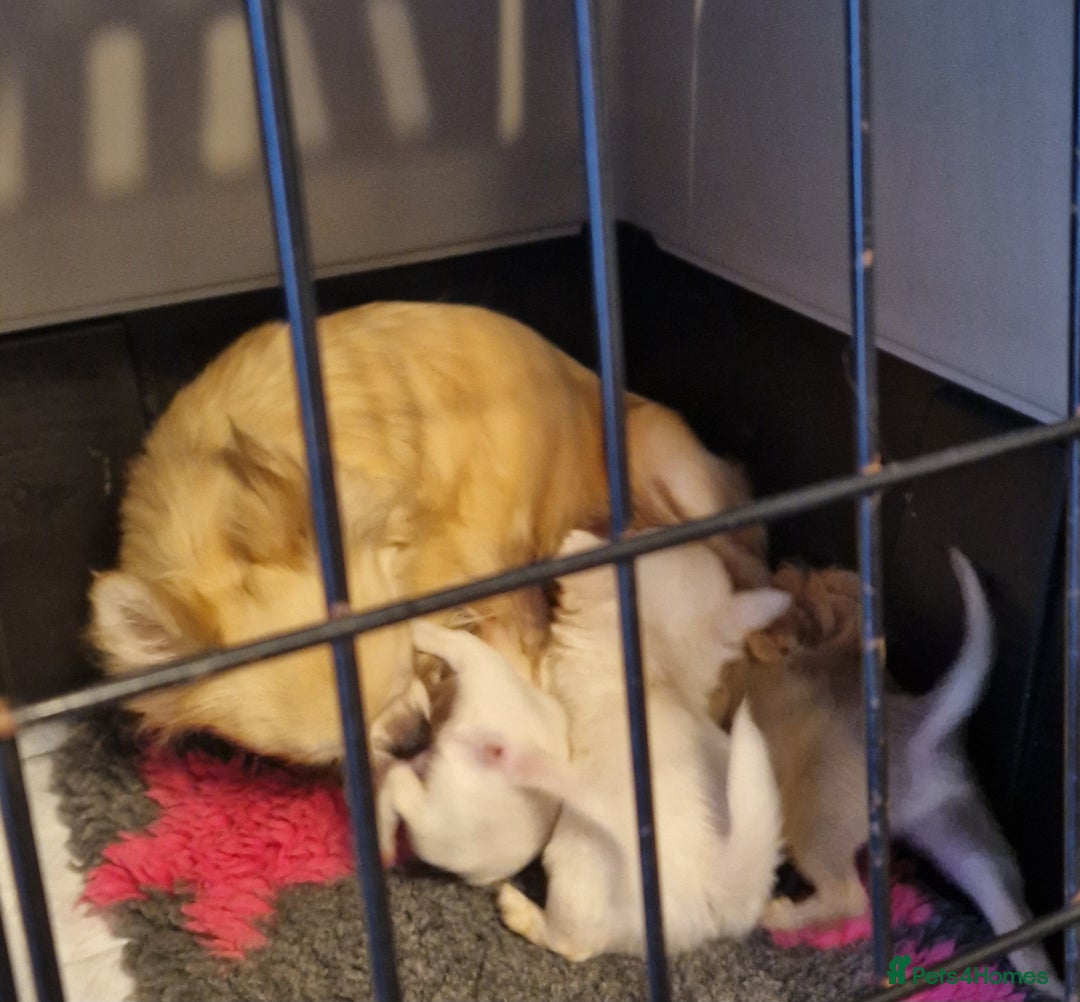 Chihuahua dogs for sale: Delightful KC registered - Advert 4