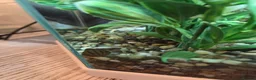 Bettas fish for sale: Male Super Delta Betta & Accessories  in Staines - Advert 9