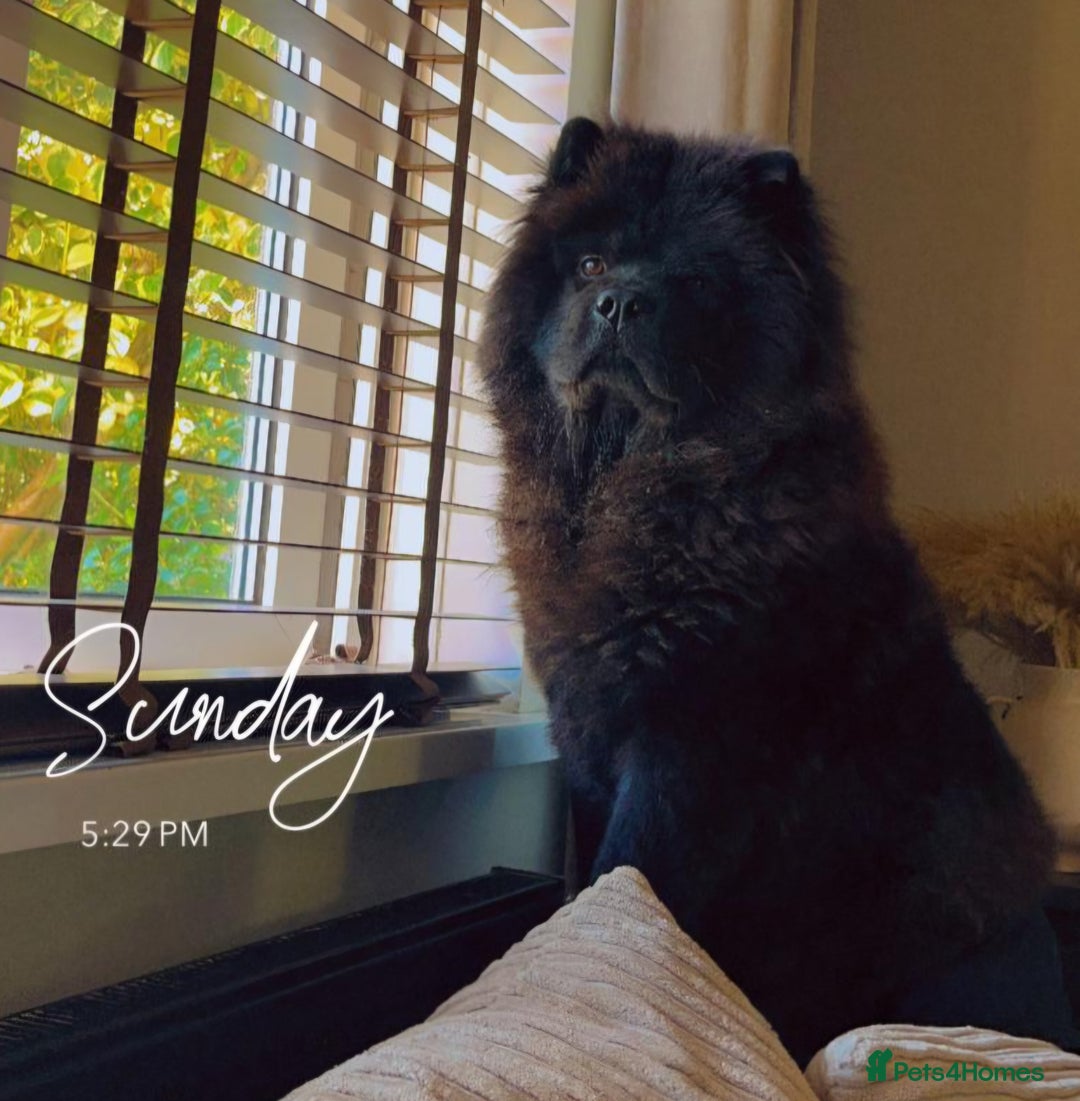 Chow Chow dogs for sale: Beautiful Chow Chow - Advert 3