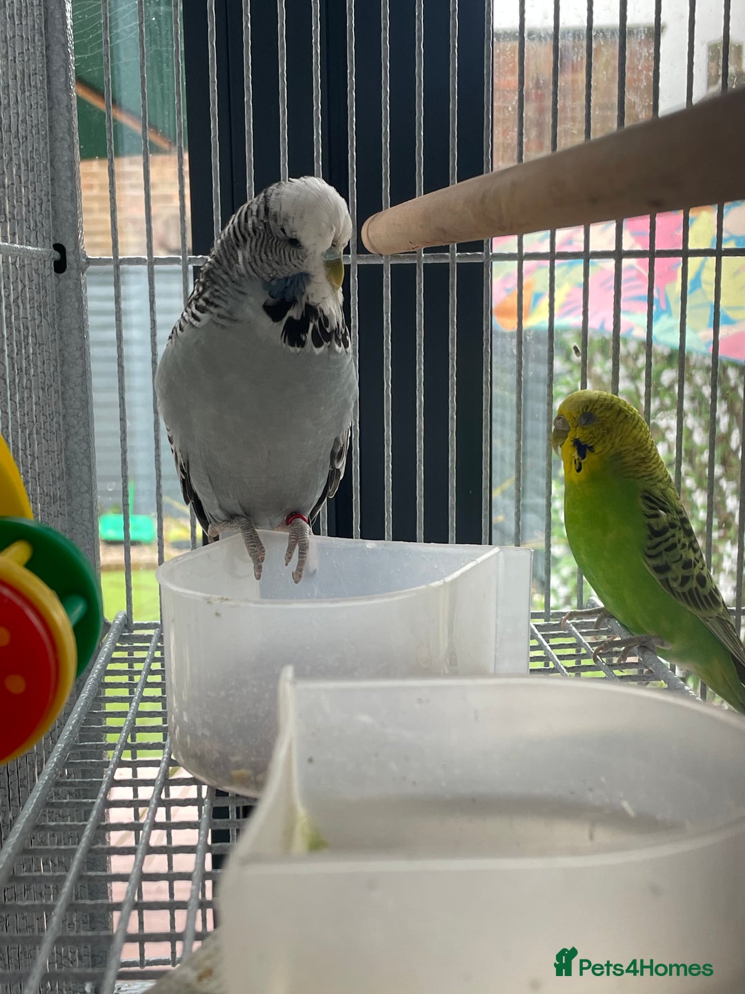 Budgerigars birds for sale: 2 female budgies+big cage and accessories  - Image 1