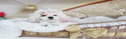 Maltese dogs for sale: Tiny KC Reg. Korean Show line puppies!  - Advert 15