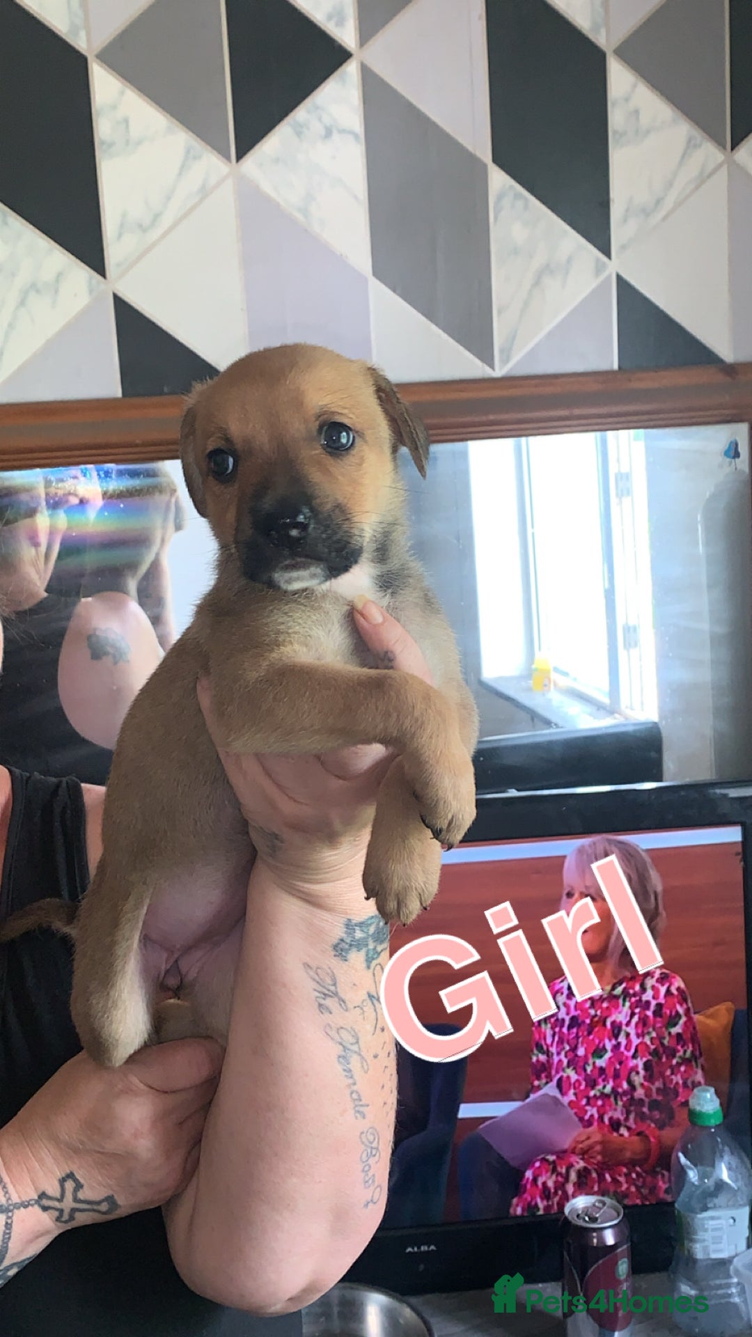 Mixed Breed dogs for sale: German Shepherd x Staffy  - Image 4
