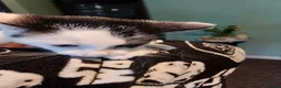 Mixed Breed cats for sale: Kittens for sale in London - Advert 5