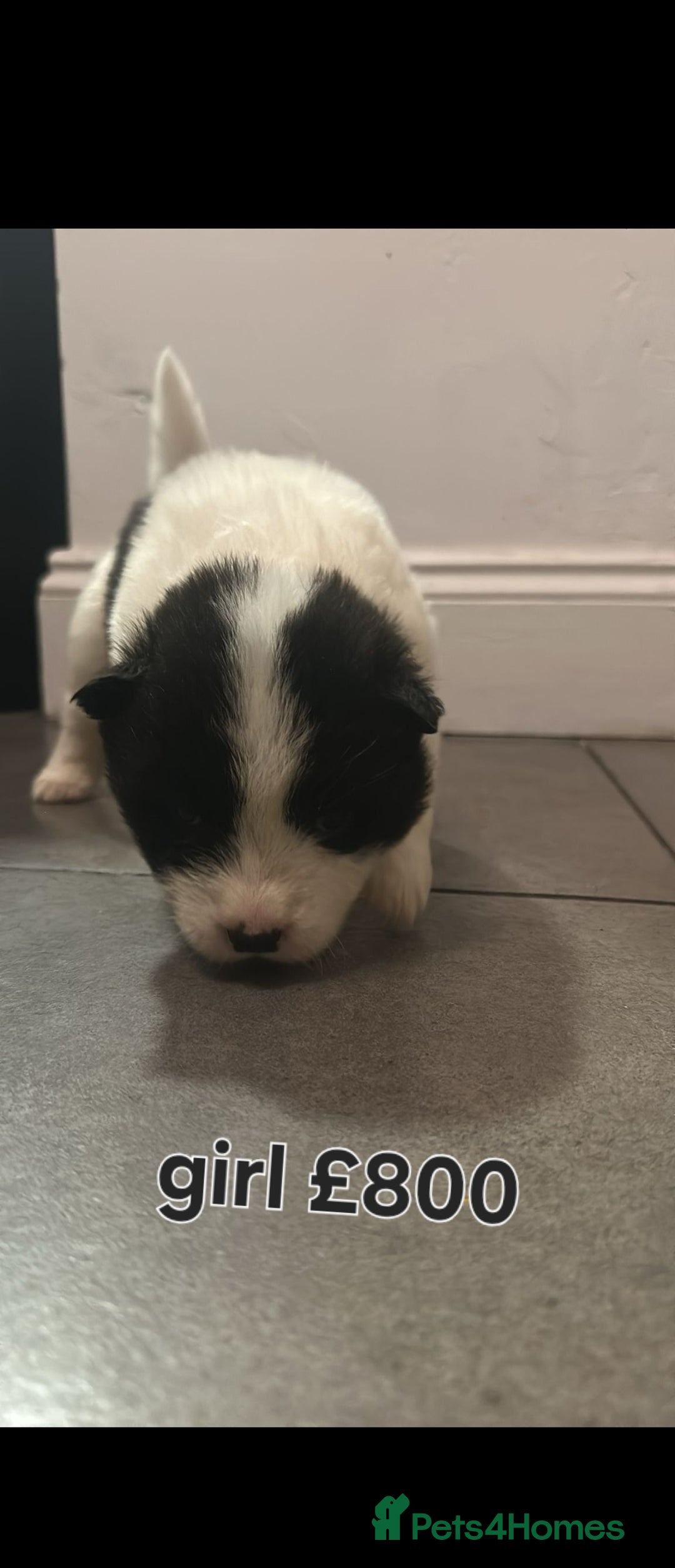 Akita dogs for sale: American akita puppies - Advert 9