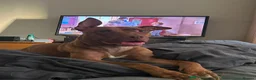 Mixed Breed dogs for sale: Staff mixed with pug in Manchester - Advert 2