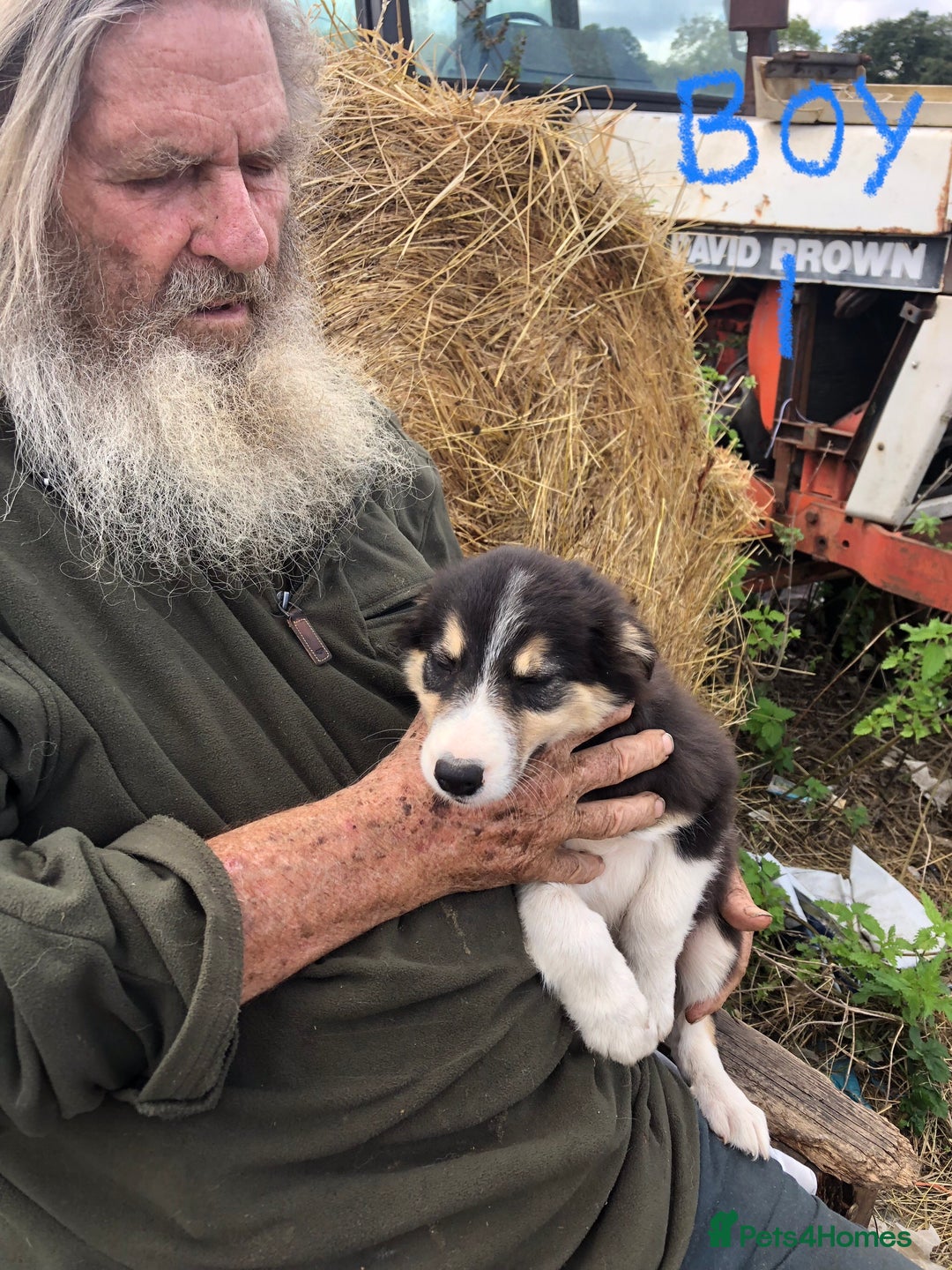 Border Collie dogs for sale: Traditional rough coated Border collie pups - Image 1