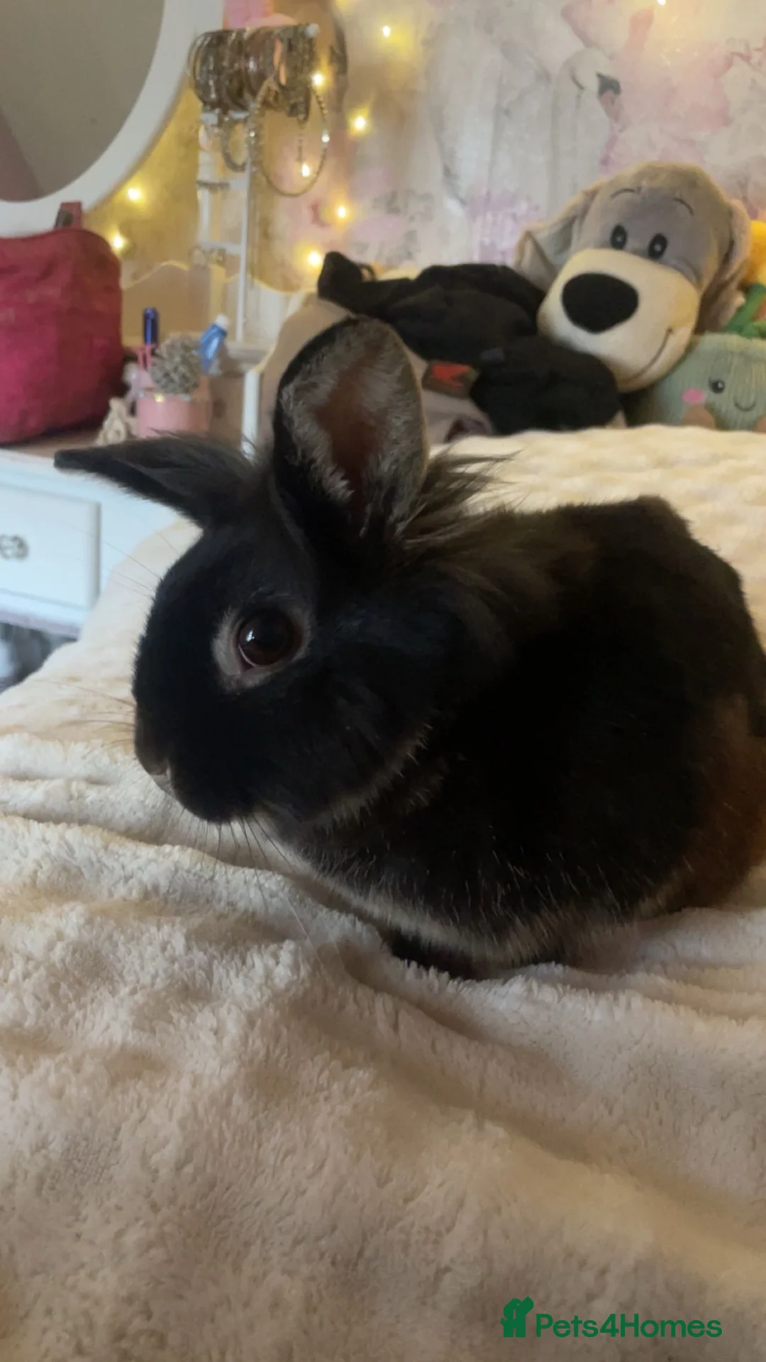 Mini Lion Lop rabbits for sale: lion lop for sale  in Bridgend - Advert 3