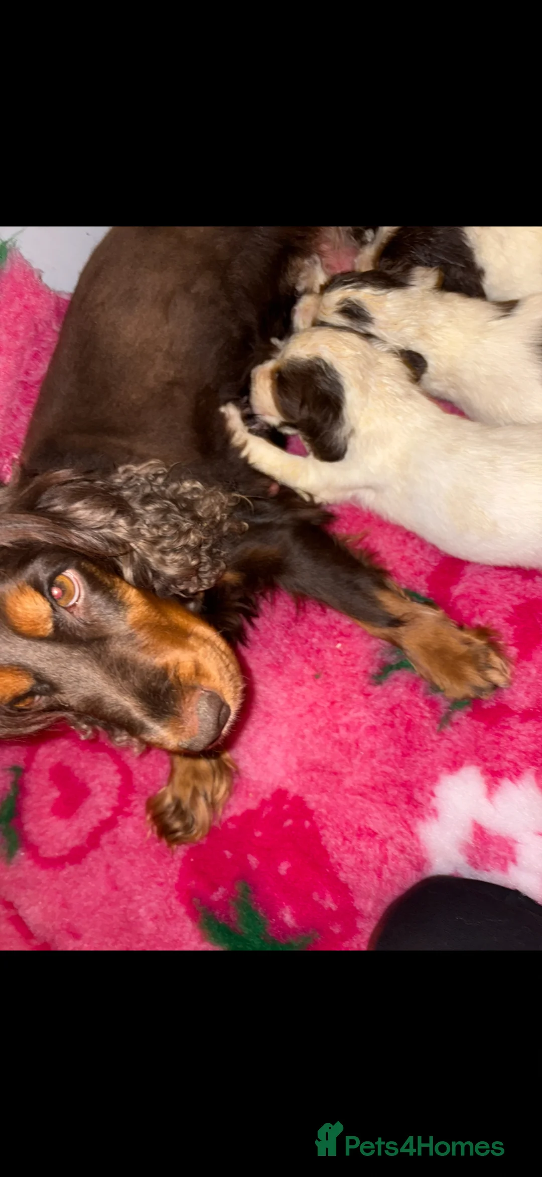 Sprocker dogs for sale: Outstanding sprocker puppy’s - Advert 1