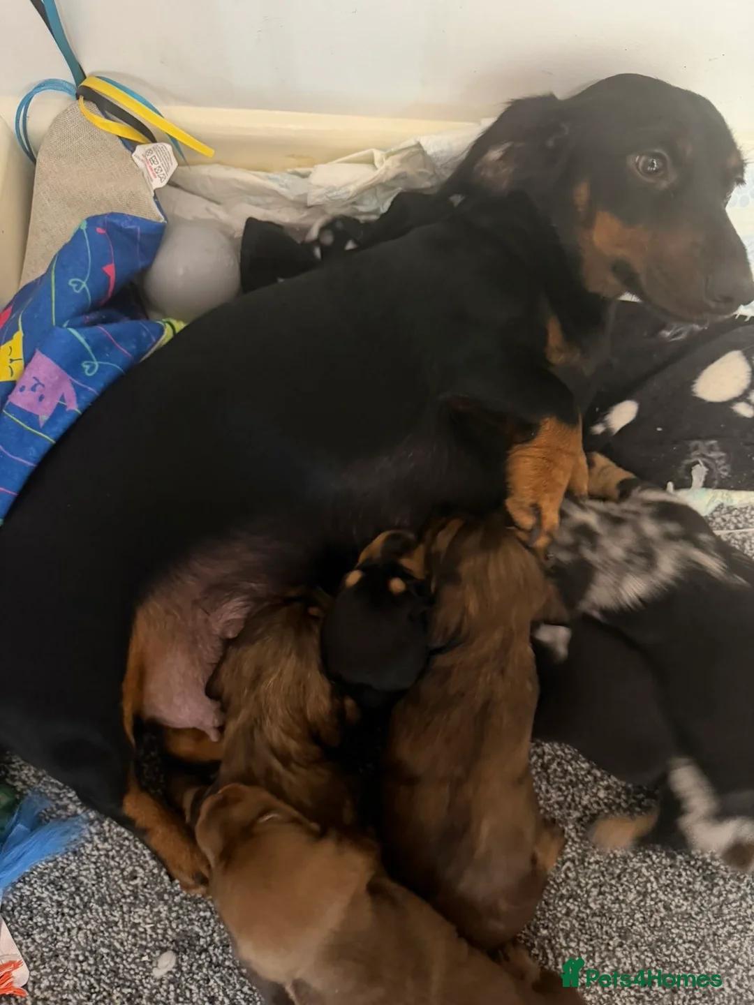 Miniature Dachshund dogs for sale: stunning miniature dachshund - Advert 13