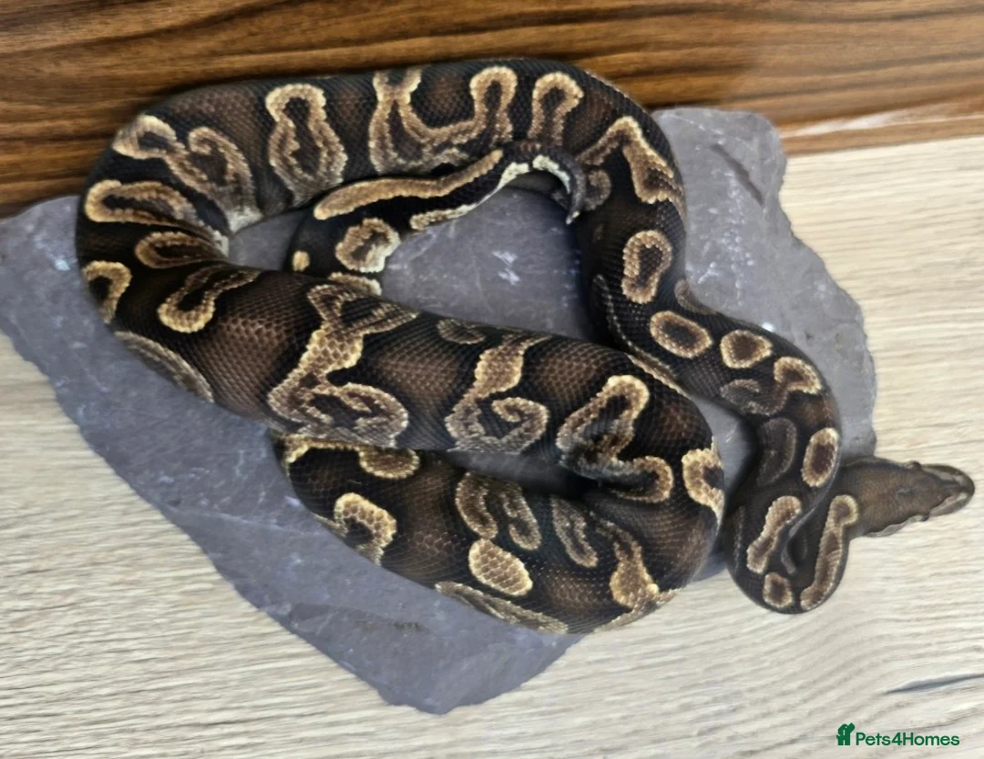 Python Snake reptiles for sale: GHI het Pied Royal Python (Male)  - Advert 2