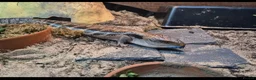 Skink reptiles for sale: Blue tongued skink age 1 - Advert 5