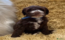 Mixed Breed dogs for sale: Mega Coated Schnockerpoo puppies - Image 23