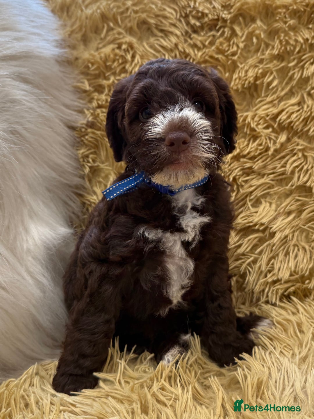 Mixed Breed dogs for sale: Mega Coated Schnockerpoo puppies - Image 23