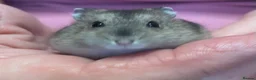 Hamster rodents for sale: Baby Winter White Russian hamsters (pure bred). - Advert 28