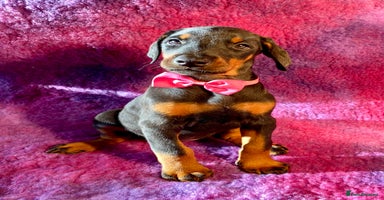 Dobermann dogs KC REGISTERED HEALTH TESTED EUROPEAN DOBERMAN PUPS - Advert 2