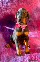 Dobermann dogs KC REGISTERED HEALTH TESTED EUROPEAN DOBERMAN PUPS - Advert 2