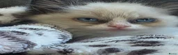 Ragdoll cats for sale: Beautiful ragdoll boy - Advert 7