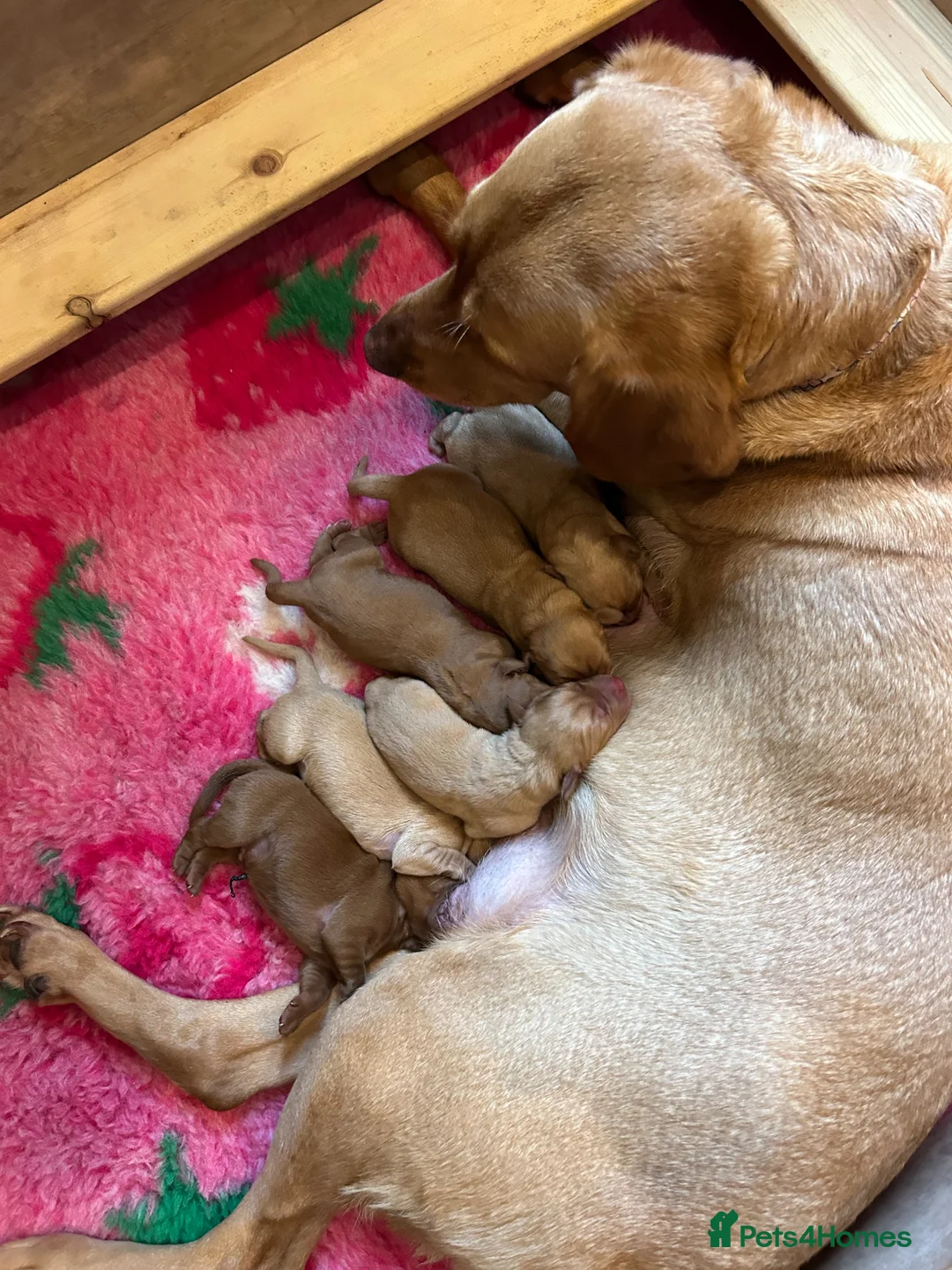 Labrador Retriever dogs for sale: Beautiful Fox Red Labrador puppies for sale  - Advert 7