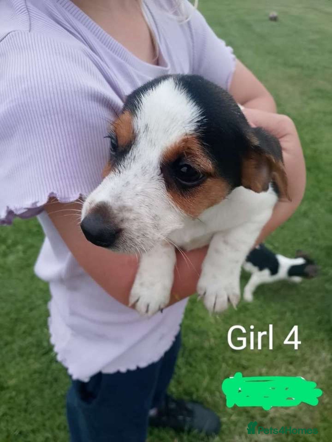 Jack Russell dogs for sale: Gorgeous true traditional Jack Russell pups - Image 5