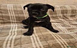 Mixed Breed dogs for sale: Bullmastiff x puppies 🐶  - Advert 20